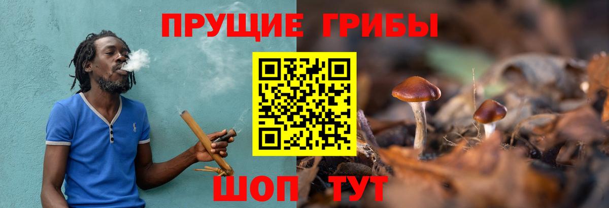 Псилоцибиновые грибы Psilocybe  Вход с VPN  Владивосток  Галлюциногенные грибы мицелий 
